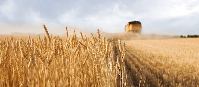 Tractor in wheat field