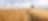 Tractor in wheat field