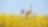 A young woman rides a bicycle through a flowery, summer field